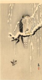 Goshawk on snowy branch