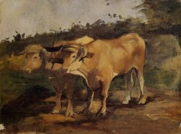 Two Bulls Wearing A Yoke 1881