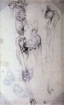 Studio anatomico