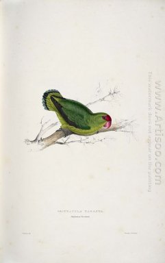 Psittacula Taranta. Parrakeet Abissino (Abissino Lovebird)