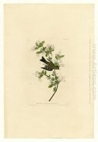 Plate 115 Wood Pewee