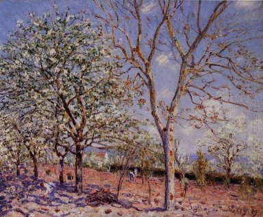 plum and walnut trees in spring 1889