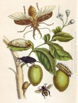 från Metamorphosis insectorum Surinamensium, Plate XLVIII