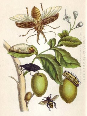 van métamorphose des insectes surinamensis, plaat 48