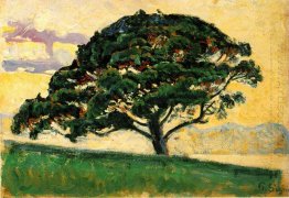 The Bonaventure Pine 1893