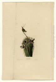 Plate 100 Marsh Wren