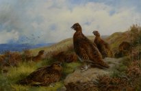 Красный Grouse Упаковка