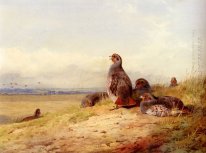 Red Partridges