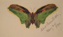 бабочка 1900