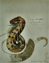 Studio Puff Adder