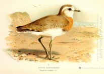 Caspian Plover