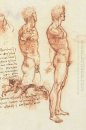 Anatomi av en manlig naken och en kamp scen