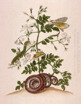 Metamorphose der Insekten Surinamensium