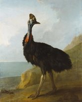 Cassowary