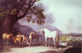 Mares And Foals In A Mountainous Landscape