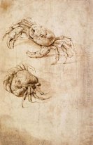 Studies Of Crabs