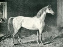 Messenger Horse