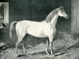 Messenger Horse