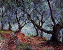 Grove olivträd i Bordighera