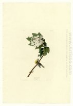 Plate 119 Yellow-throated Vireo