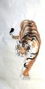 Tiger - Chinese Painting