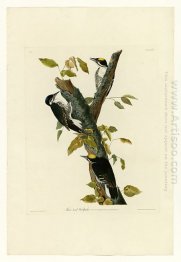 Plate 132 Three-toed Woodpecker