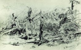 Wind Fallen Trees 1890