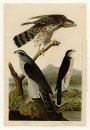 Piring 141 I. Goshawk - 2. Stanley Elang