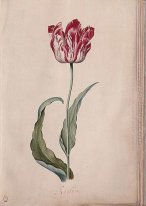 Tulip