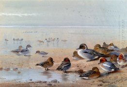 Pintail, Teal And Wigeon, On The Seashore