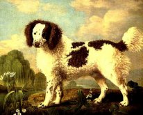 Bruin en Wit Norfolk of Water Spaniel