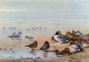 Шилохвость, чирок и Wigeon, на берегу моря