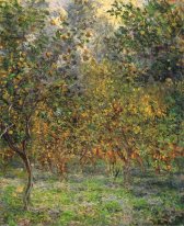 Sotto gli alberi di limone