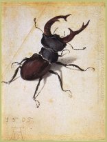 Lucanus cervus