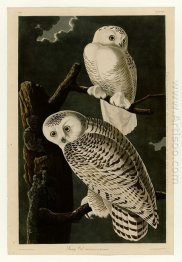 Plate 121 Snowy Owl