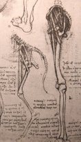 Disegno di anatomia comparata delle gambe di un uomo e una Do