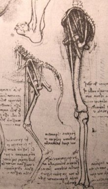 Dessin de l\'anatomie comparée des jambes d\'un homme et A Do