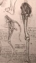 Dessin de l'anatomie comparée des jambes d'un homme et A Do