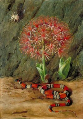 Flor Imperiale, Coral Snake und Spider, Brasilien