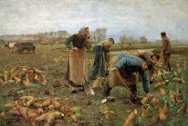 The Beet Harvest