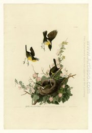 Plate 137 Yellow-breasted Chat