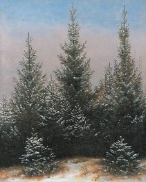 Fir Trees in the Snow