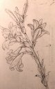 Drawing Of Lilies For An Annunciation