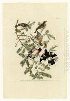 Plate 127 Rose-breasted Grosbeak