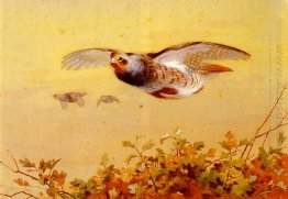 English Partridge In Flight