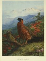 Satyr Tragopan-